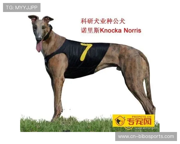 诺里斯三十一圈进站换胎,出站后落位第四 诺里斯三十一圈进站换胎,出站后落位第四